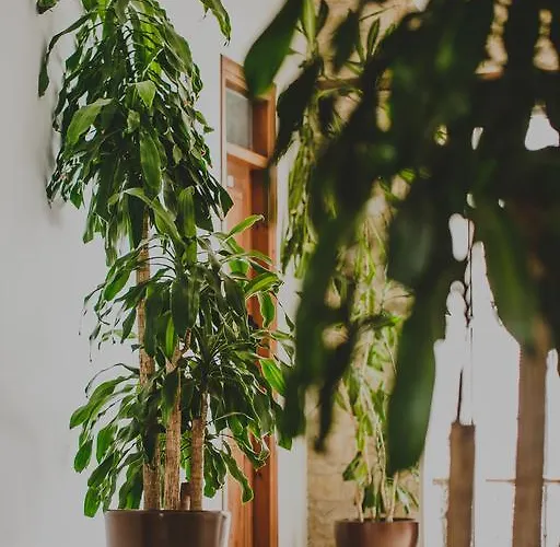 Alkisti Hotell Larnaca